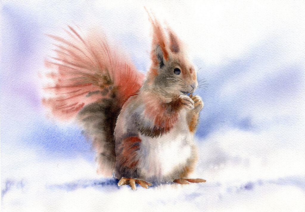 Wiewiorka zwierzeta akwarela animals watercolor grzegorz wróbel
